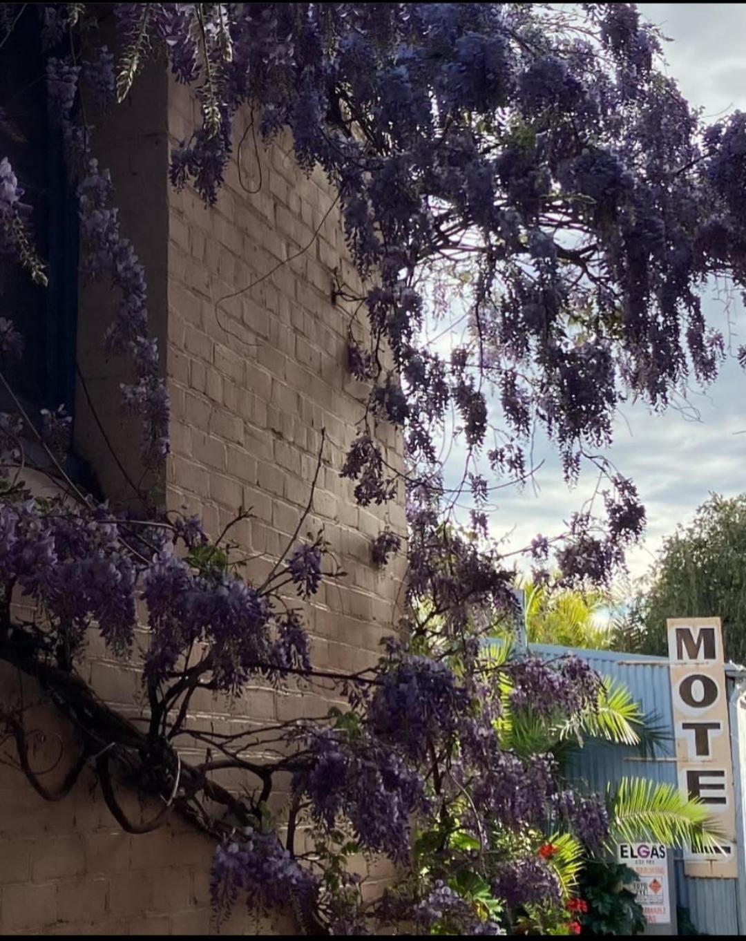La Cochon Rose Motel Saint Arnaud Exterior foto